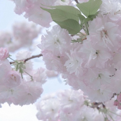 碑林FurryQQ群介绍